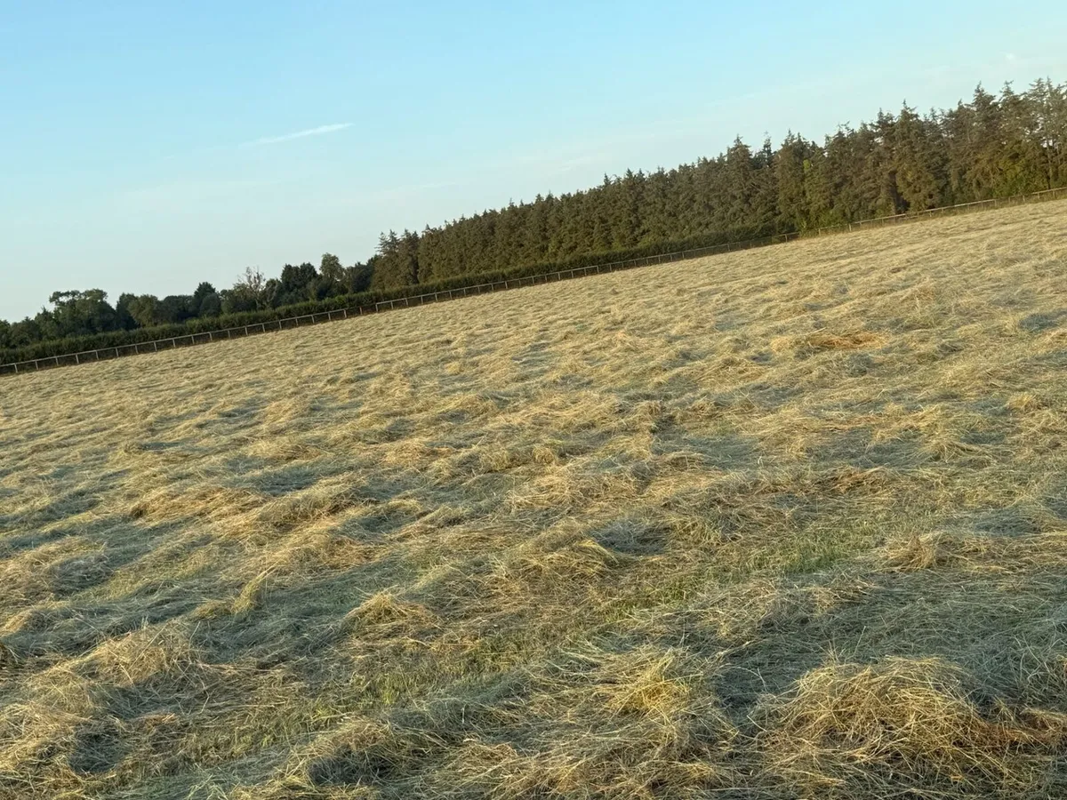 Premium Horse Hay – Large Round Bales - Image 2