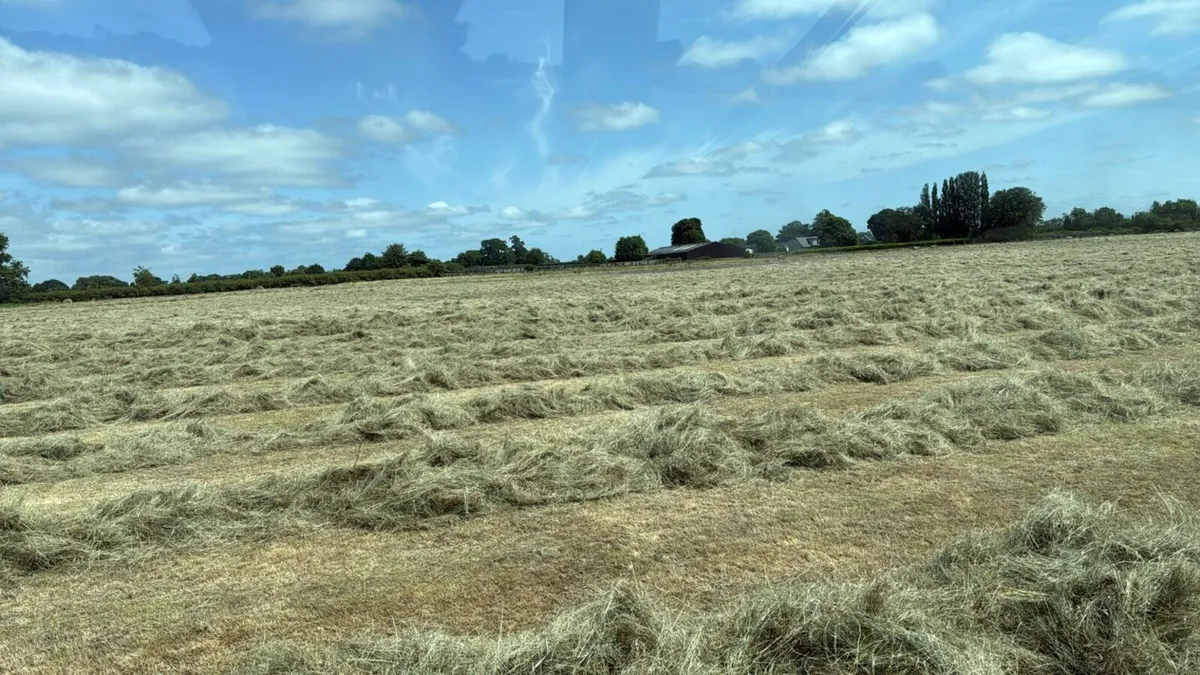 Premium Horse Hay – Large Round Bales - Image 3