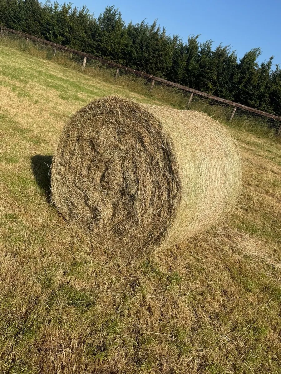 Premium Horse Hay – Large Round Bales - Image 4