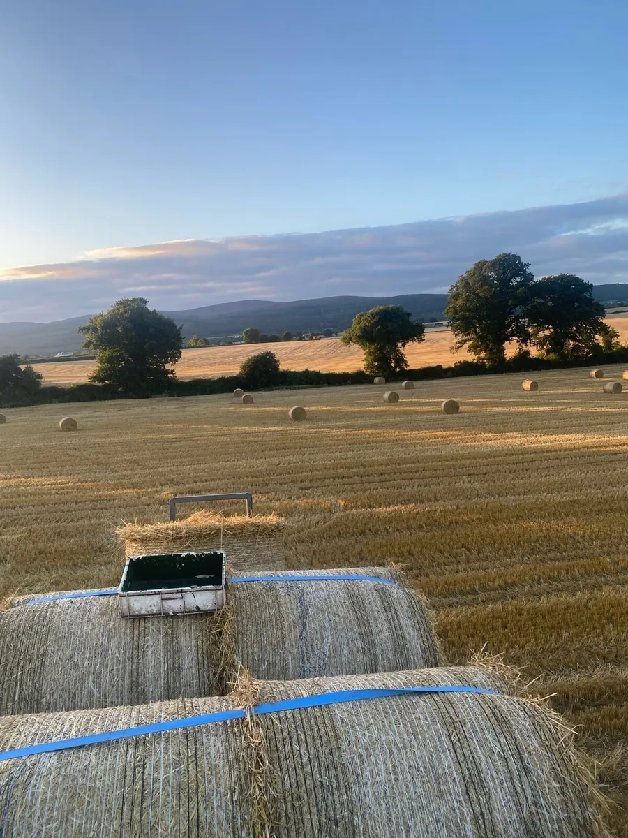 Straw - Image 2