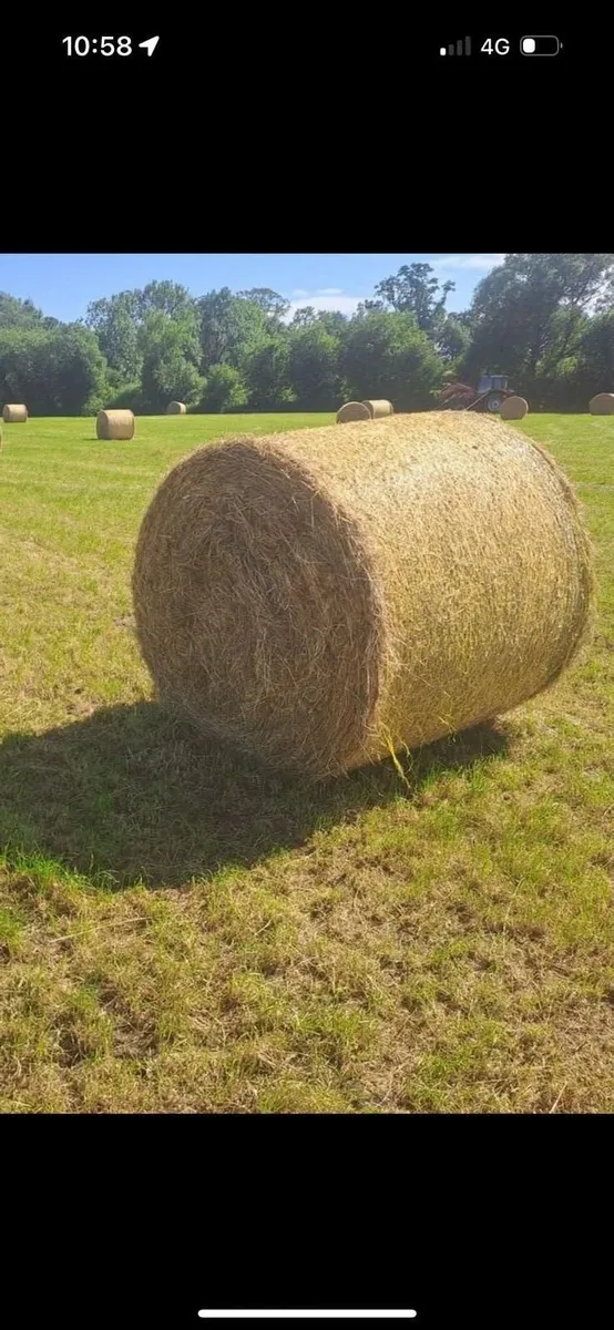 Hay - Image 2