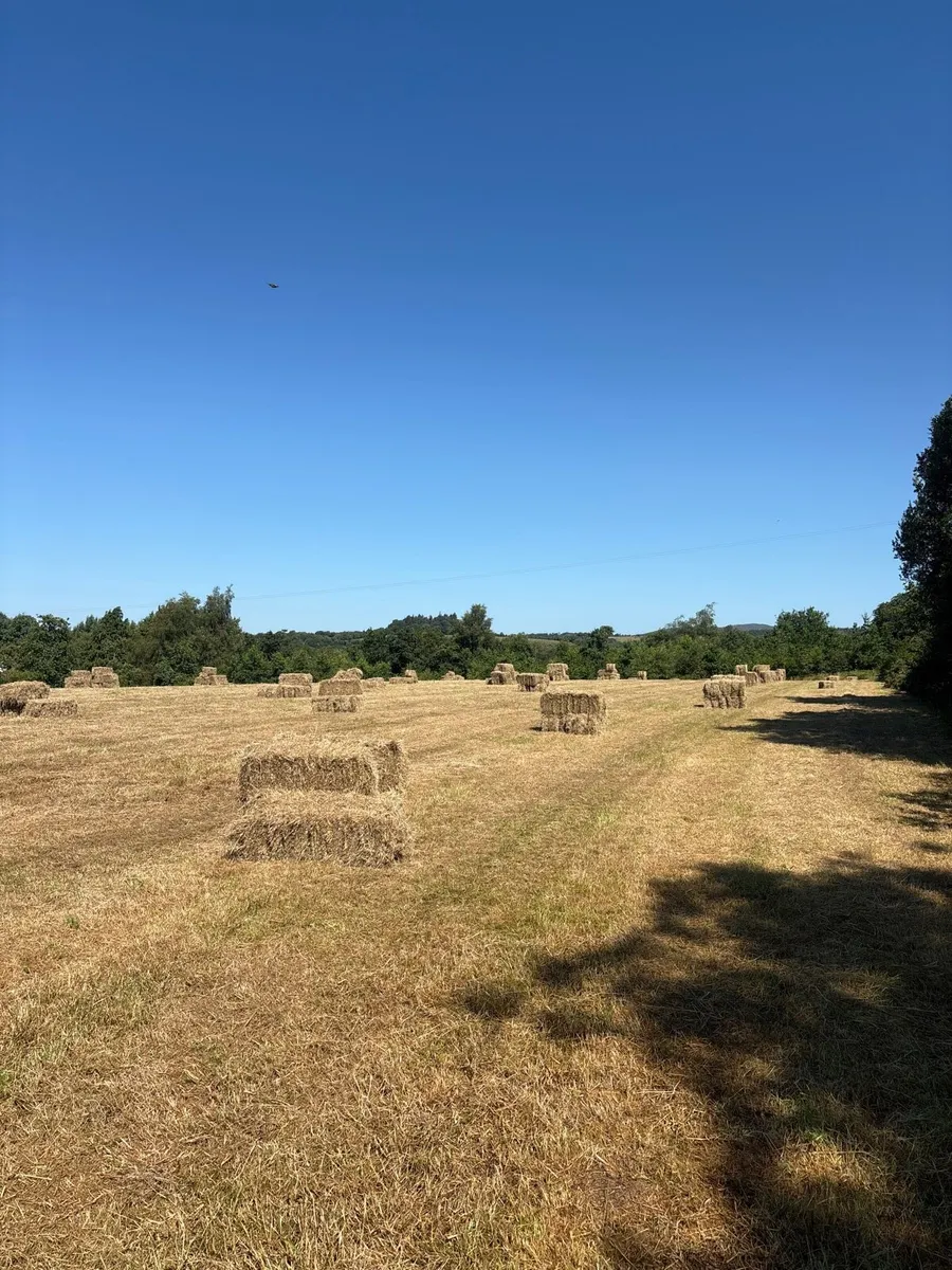 Hay