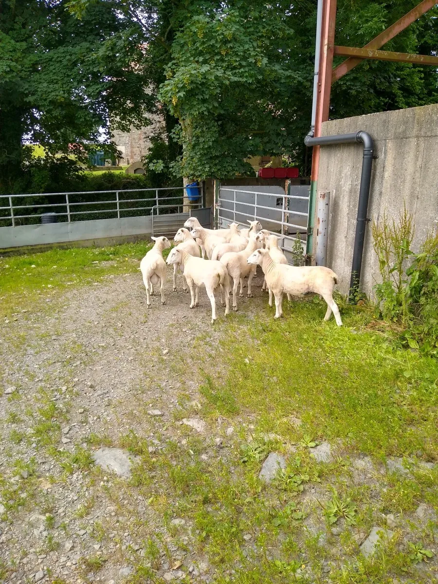 Lleyn Shearling Rams for Sale