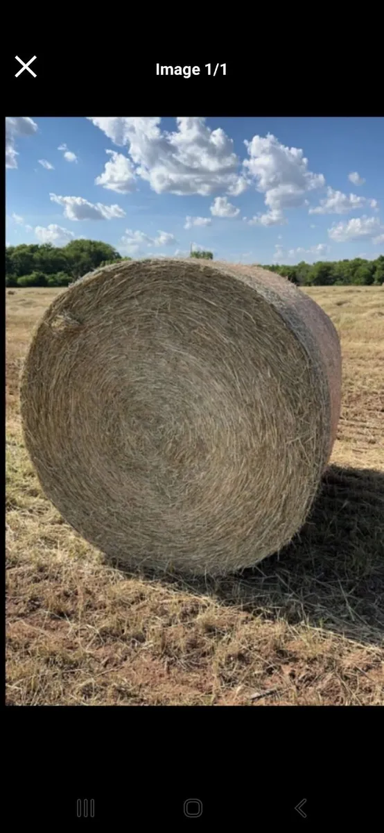 Hay for sale - Image 2
