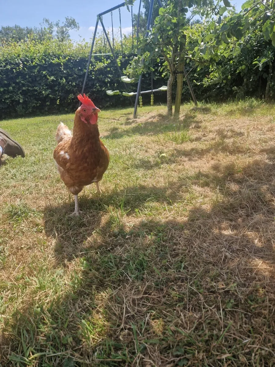 Hens - Image 1