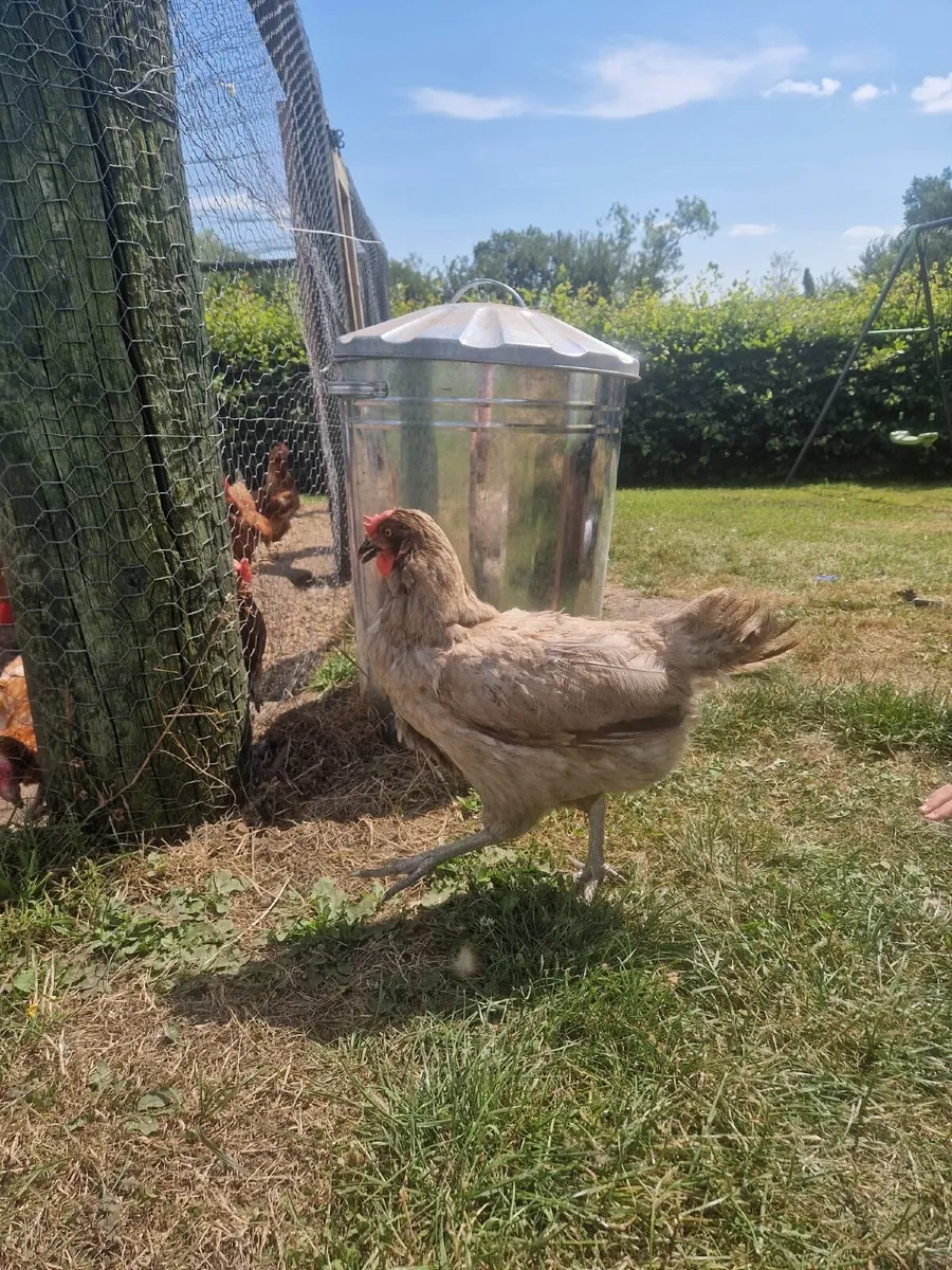 Hens - Image 2