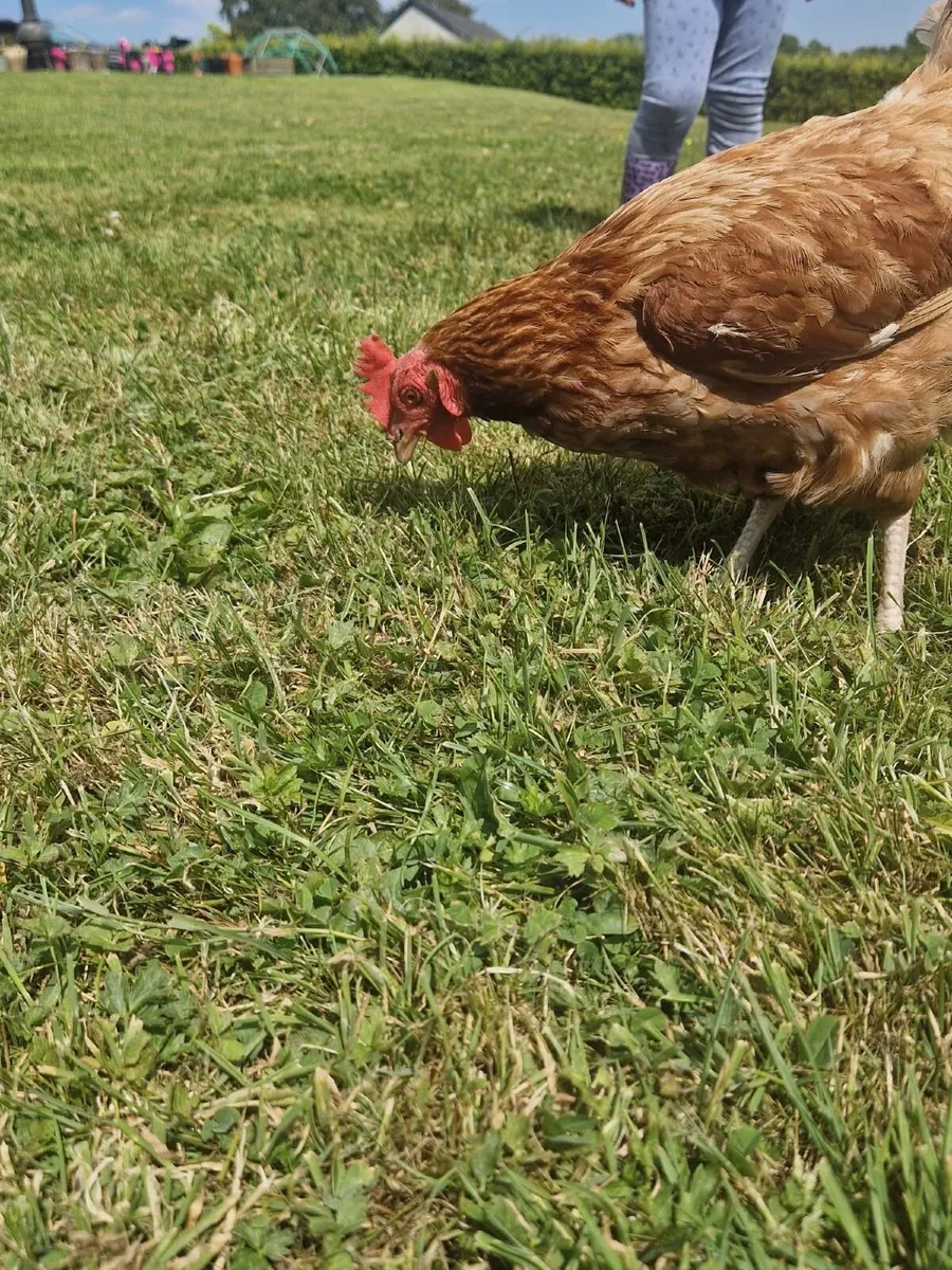 Hens - Image 3