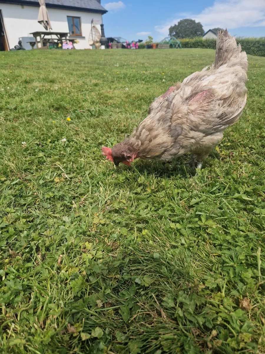 Hens - Image 4