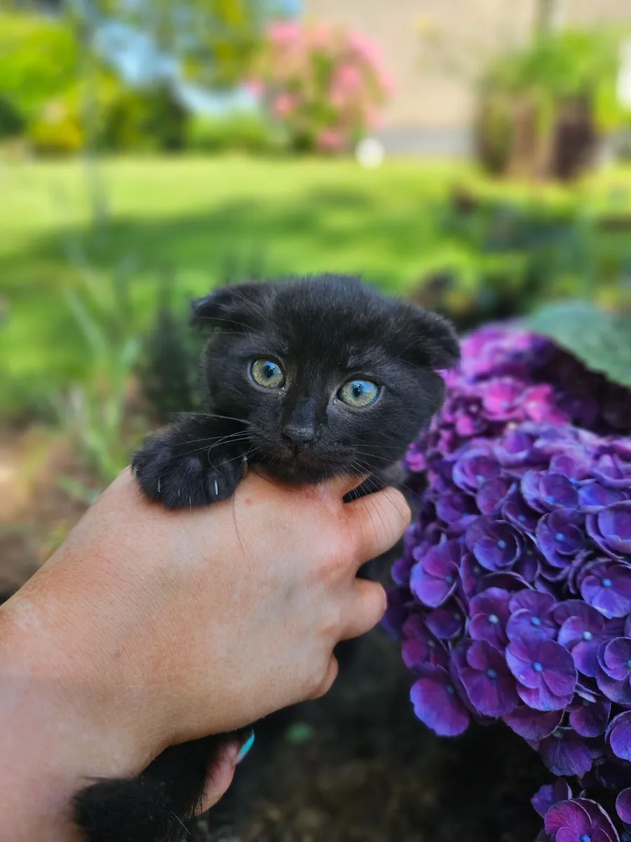 Scottish Fold x Siamese Seal Point Kittens - Image 1
