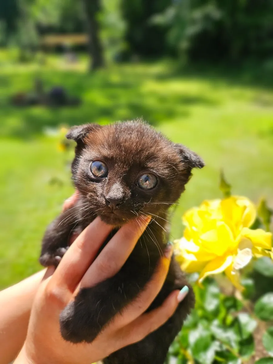 Scottish Fold x Siamese Seal Point Kittens - Image 2