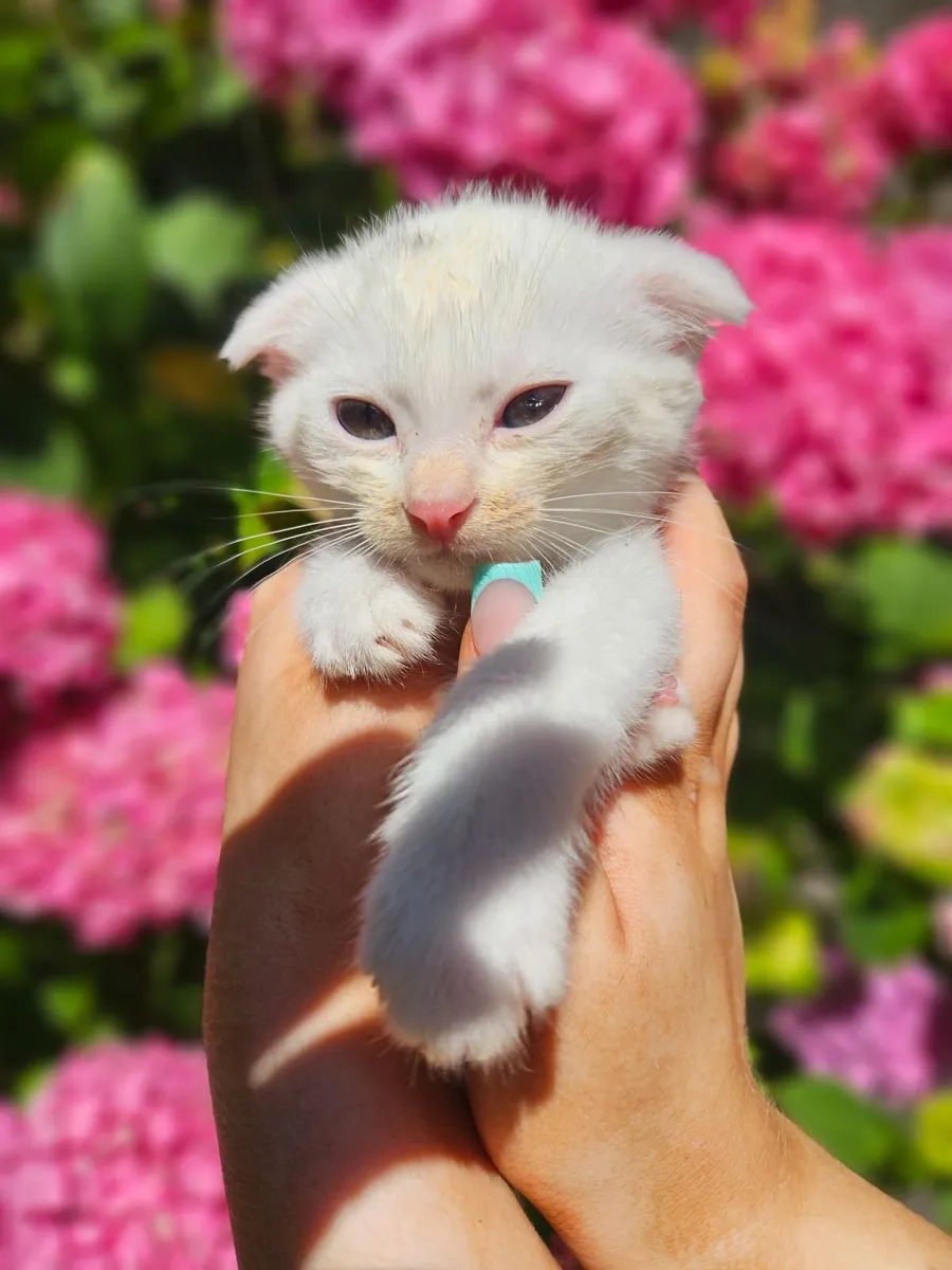 Scottish Fold x Siamese Seal Point Kittens - Image 3