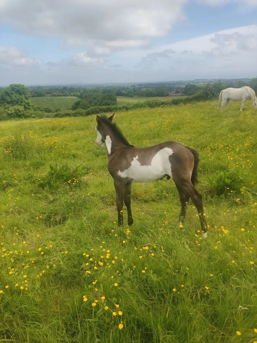 American paint bred colt recorded breeding - Image 4