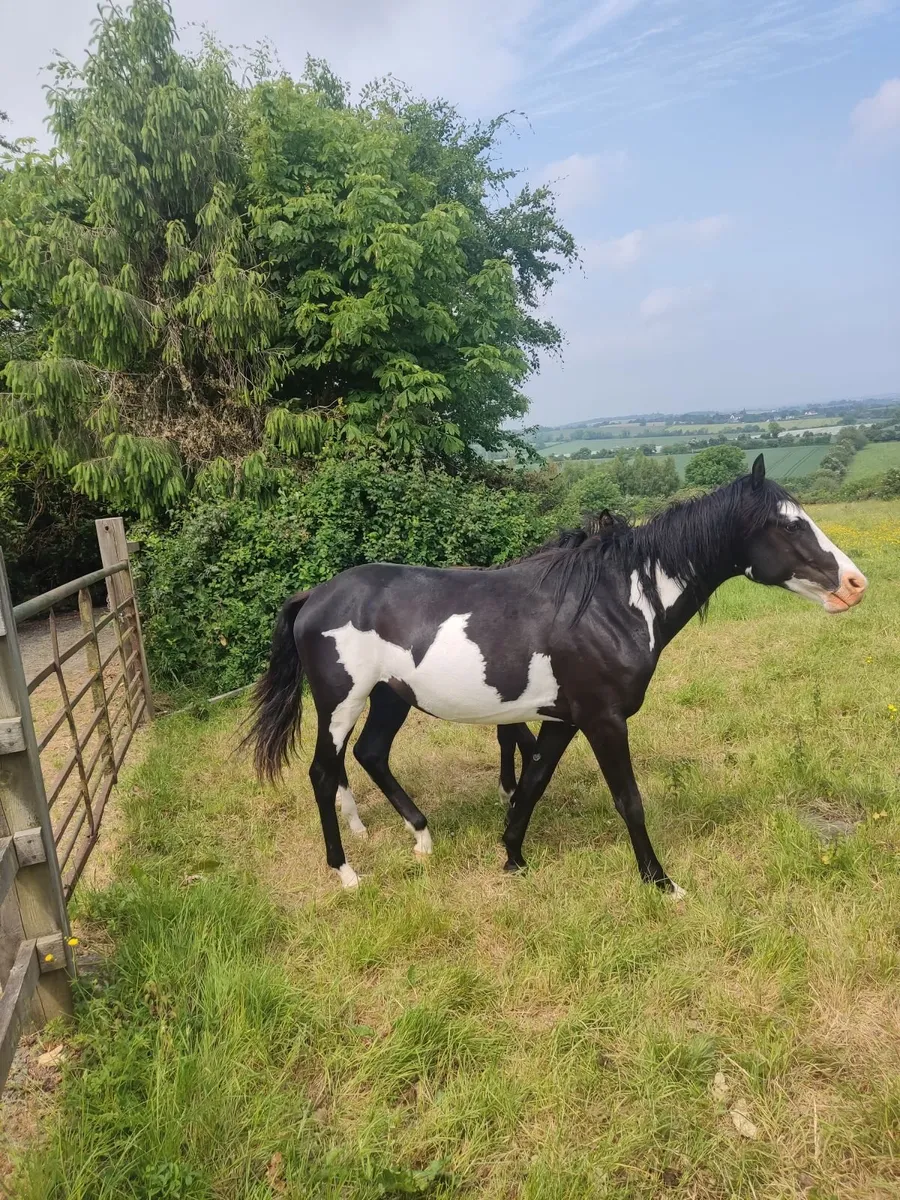 American paint bred colt recorded breeding - Image 2