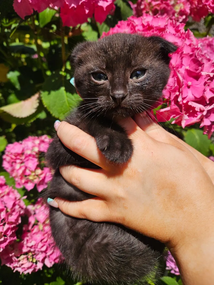 Scottish Fold x Siamese Seal Point Kittens - Image 4