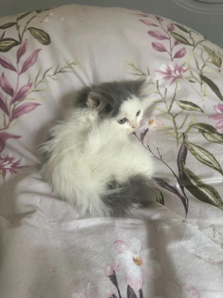 Persian x Ragdoll Kittens - Image 1