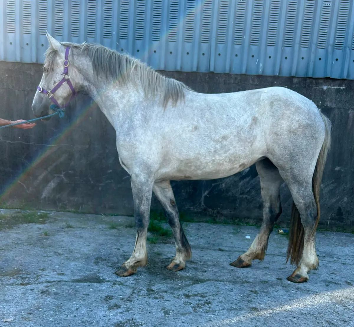 DRAFT X COB FILLY - Image 1