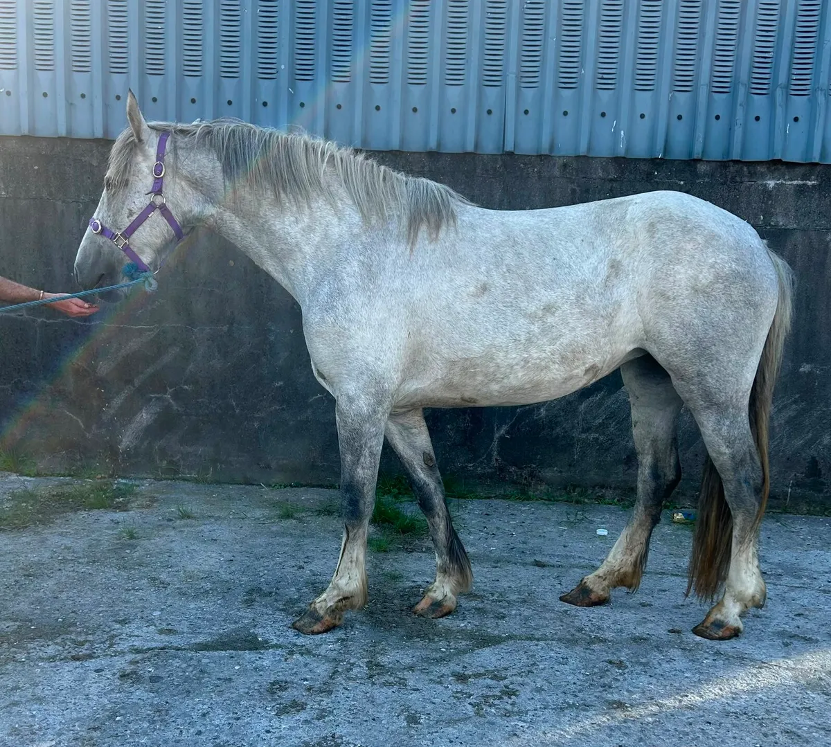 DRAFT X COB FILLY - Image 2