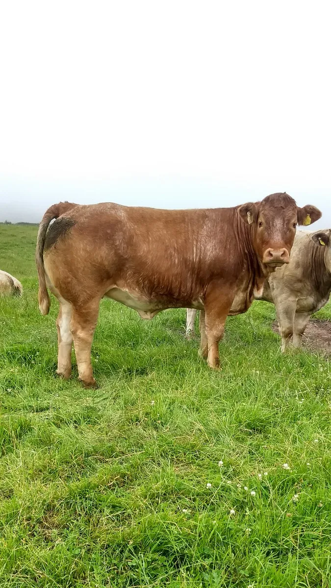 Breeding heifers ballymote Mart - Image 1