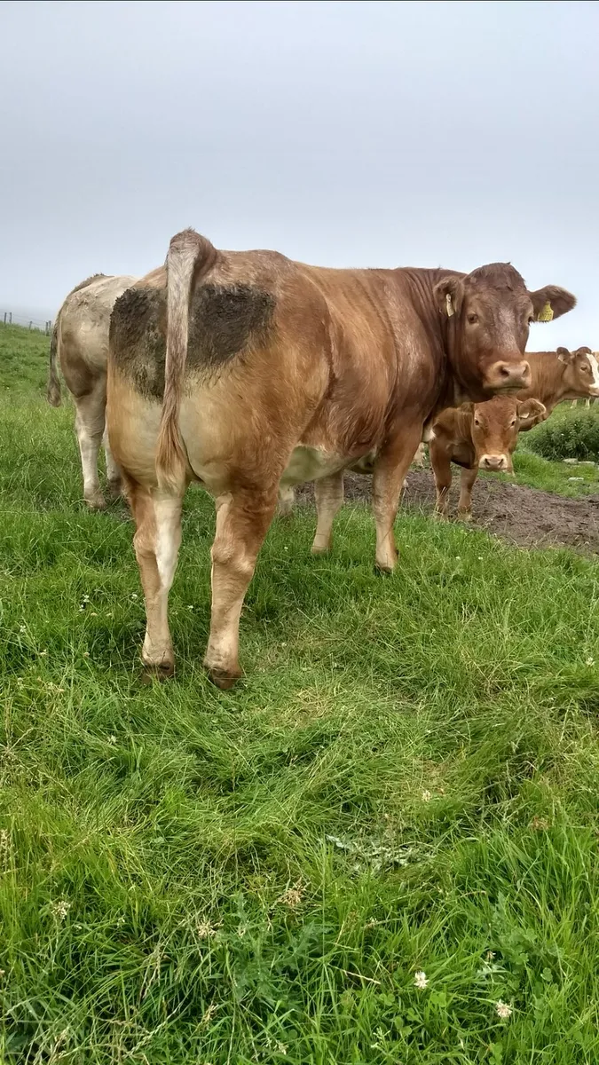 Breeding heifers ballymote Mart - Image 2
