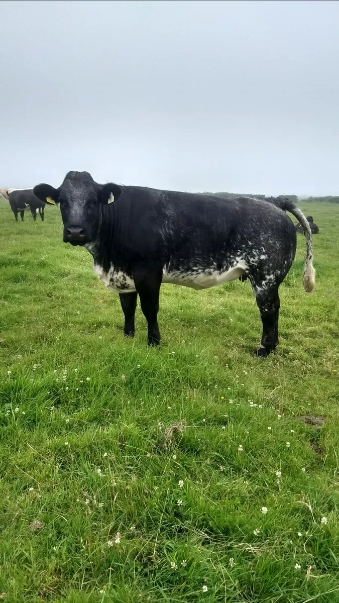 Breeding heifers ballymote Mart - Image 4