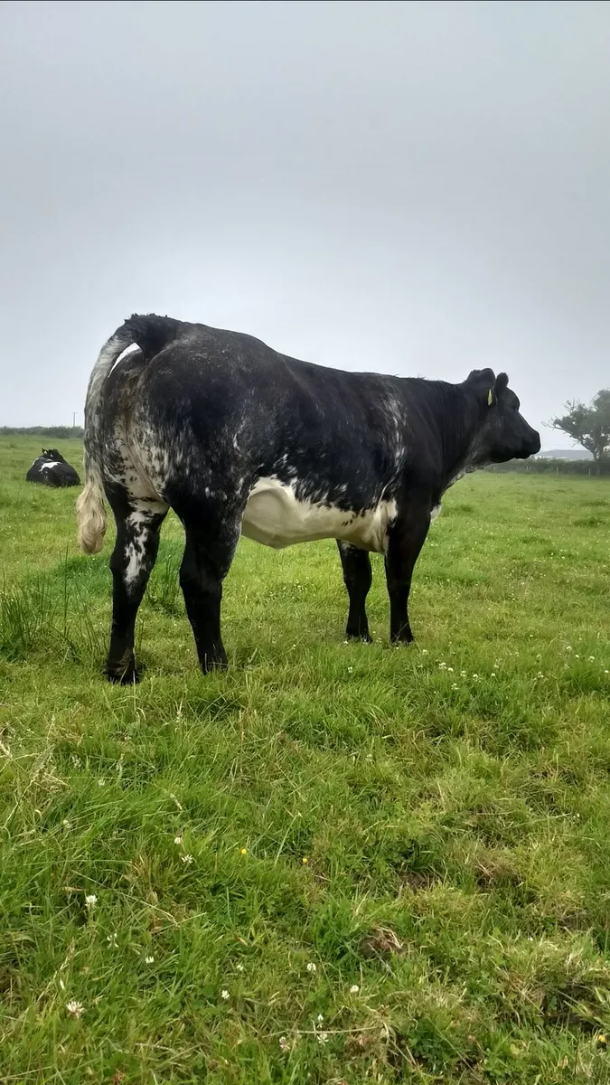 Breeding heifers ballymote Mart - Image 3