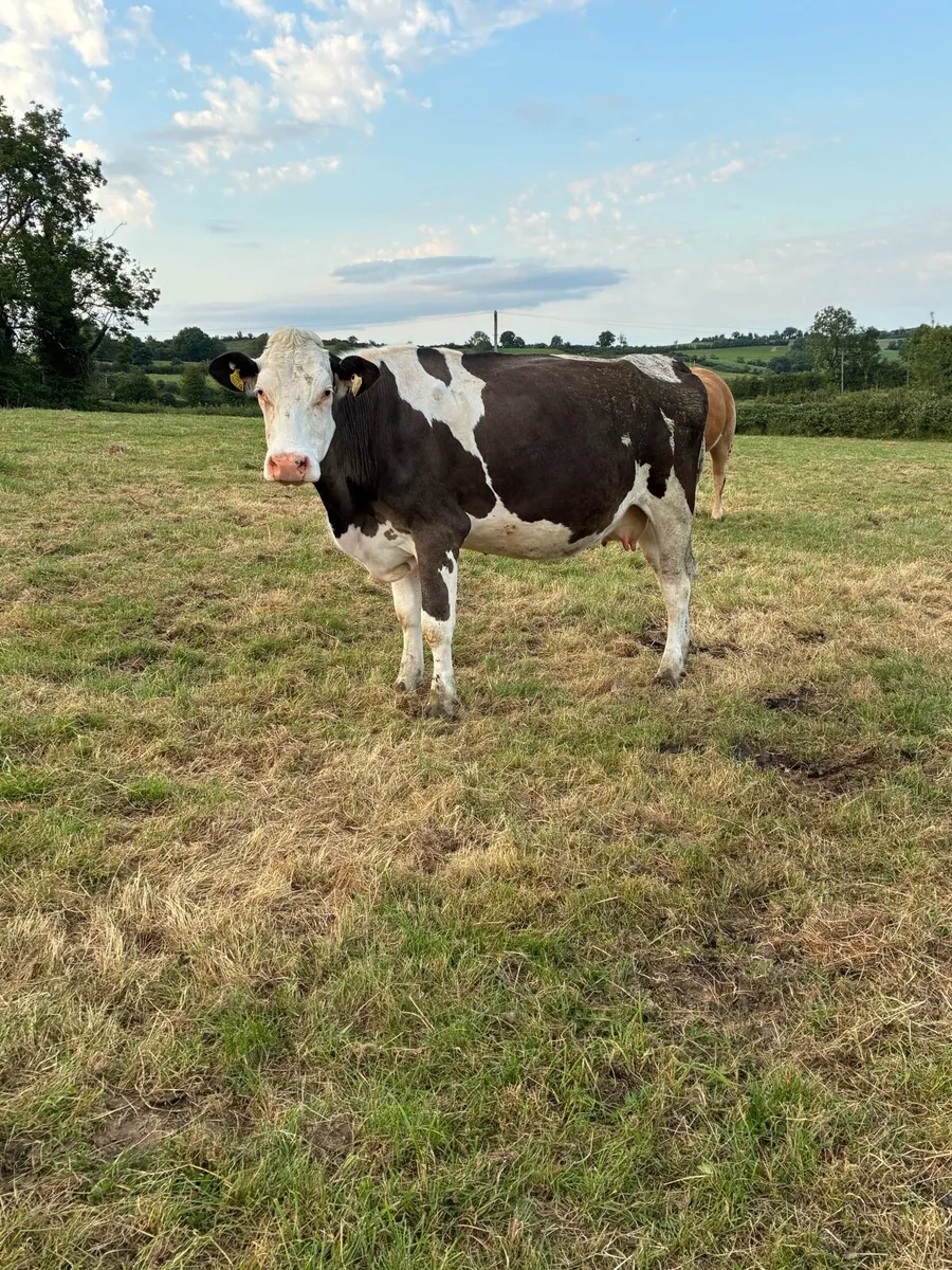 3 incalf cows - Image 1