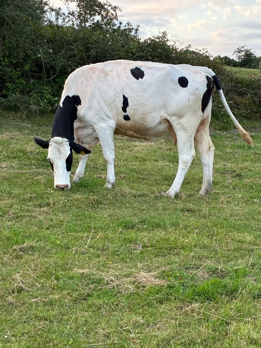 3 incalf cows - Image 3