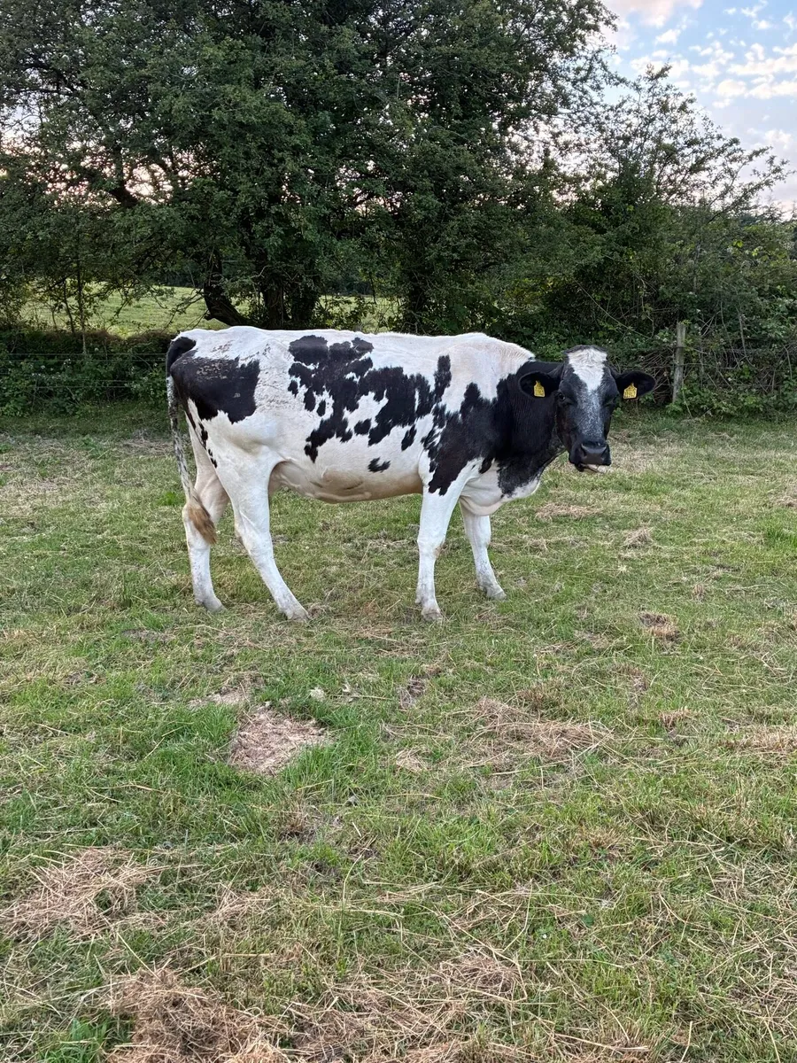 3 incalf cows - Image 2