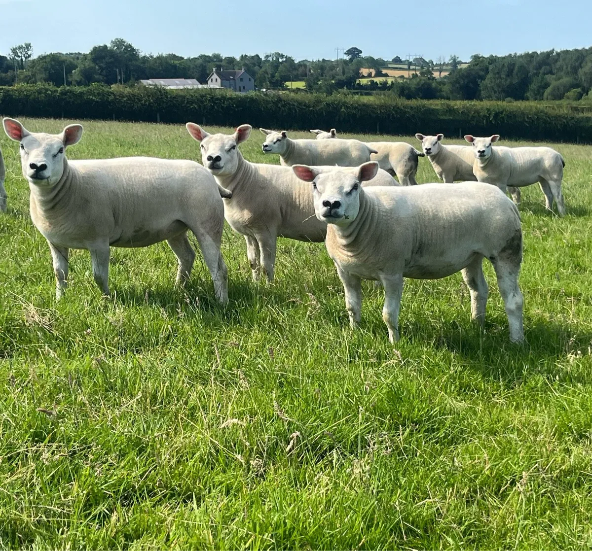 Texel Pedigree Gimmers - Image 2