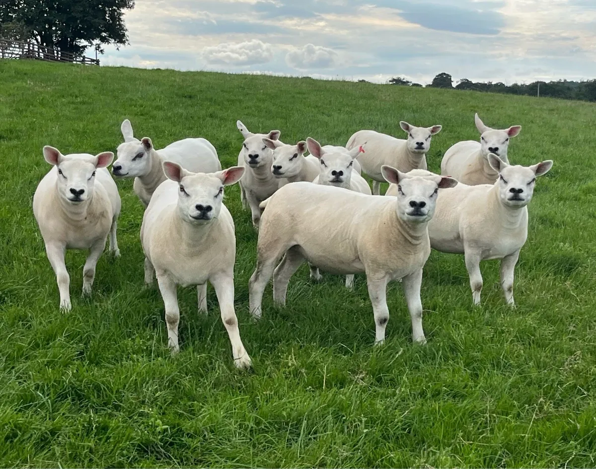 Texel Pedigree Gimmers - Image 1