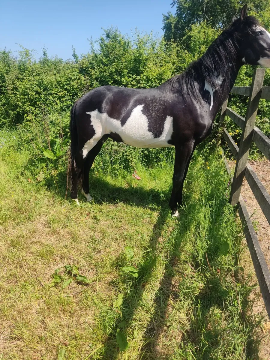 American paint bred colt recorded breeding - Image 1
