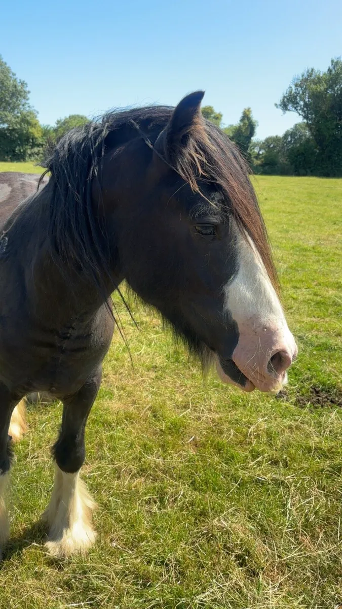 Black cob - Image 1