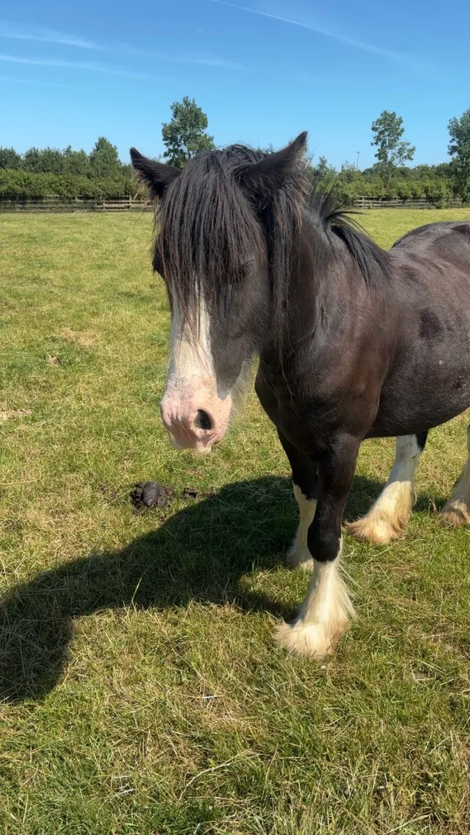 Black cob - Image 2