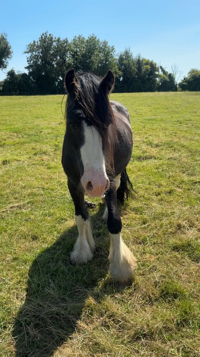 Black cob - Image 3