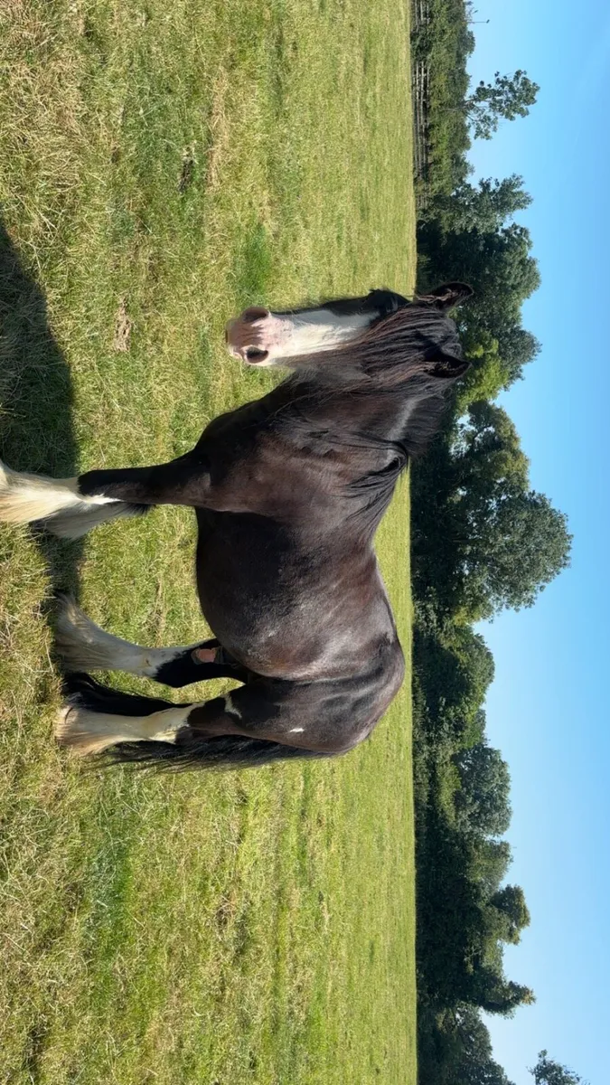 Black cob - Image 4