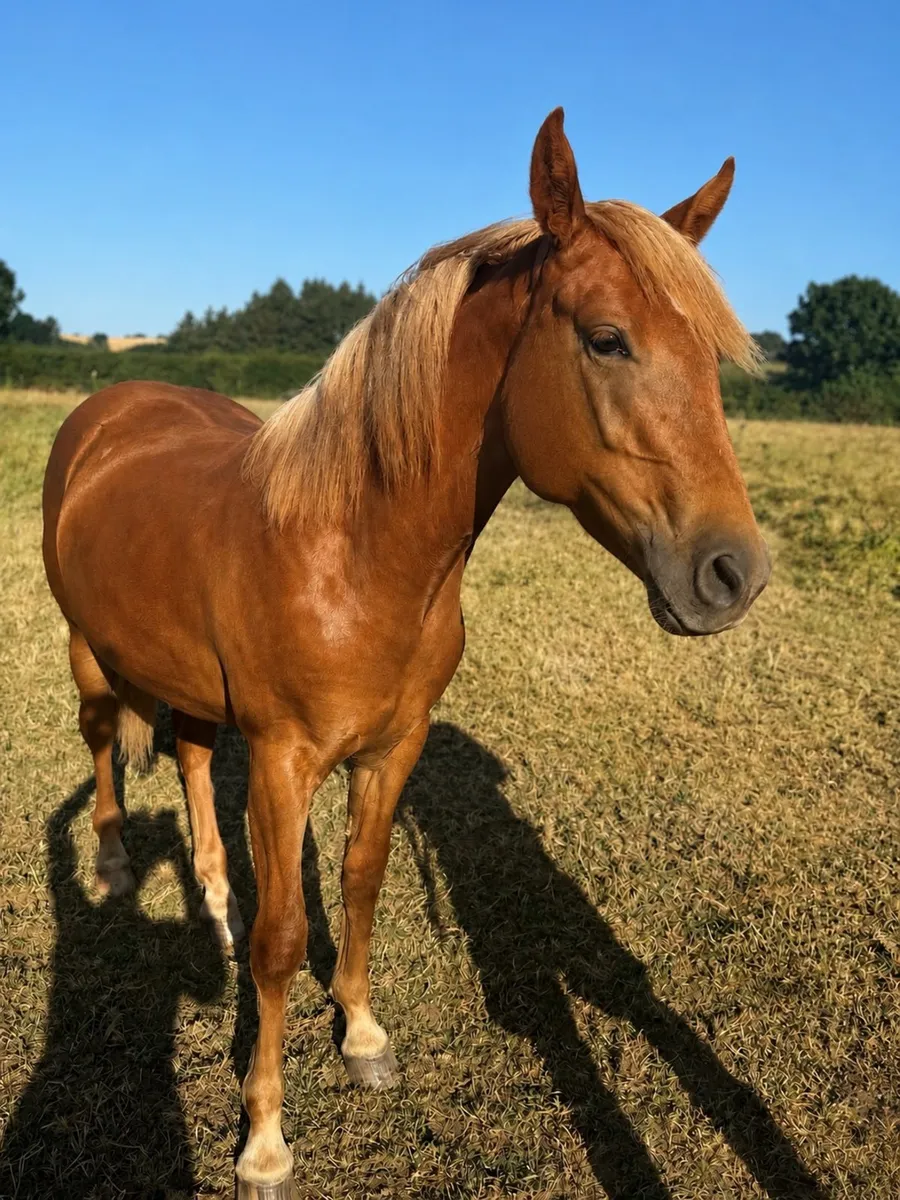 Serious quality Liver chestnut ID yearling filly - Image 1