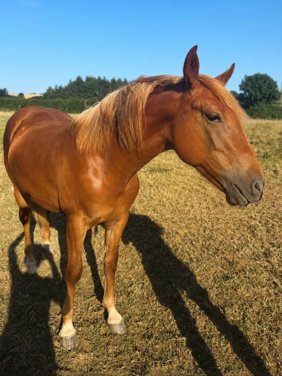 Serious quality Liver chestnut ID yearling filly - Image 2
