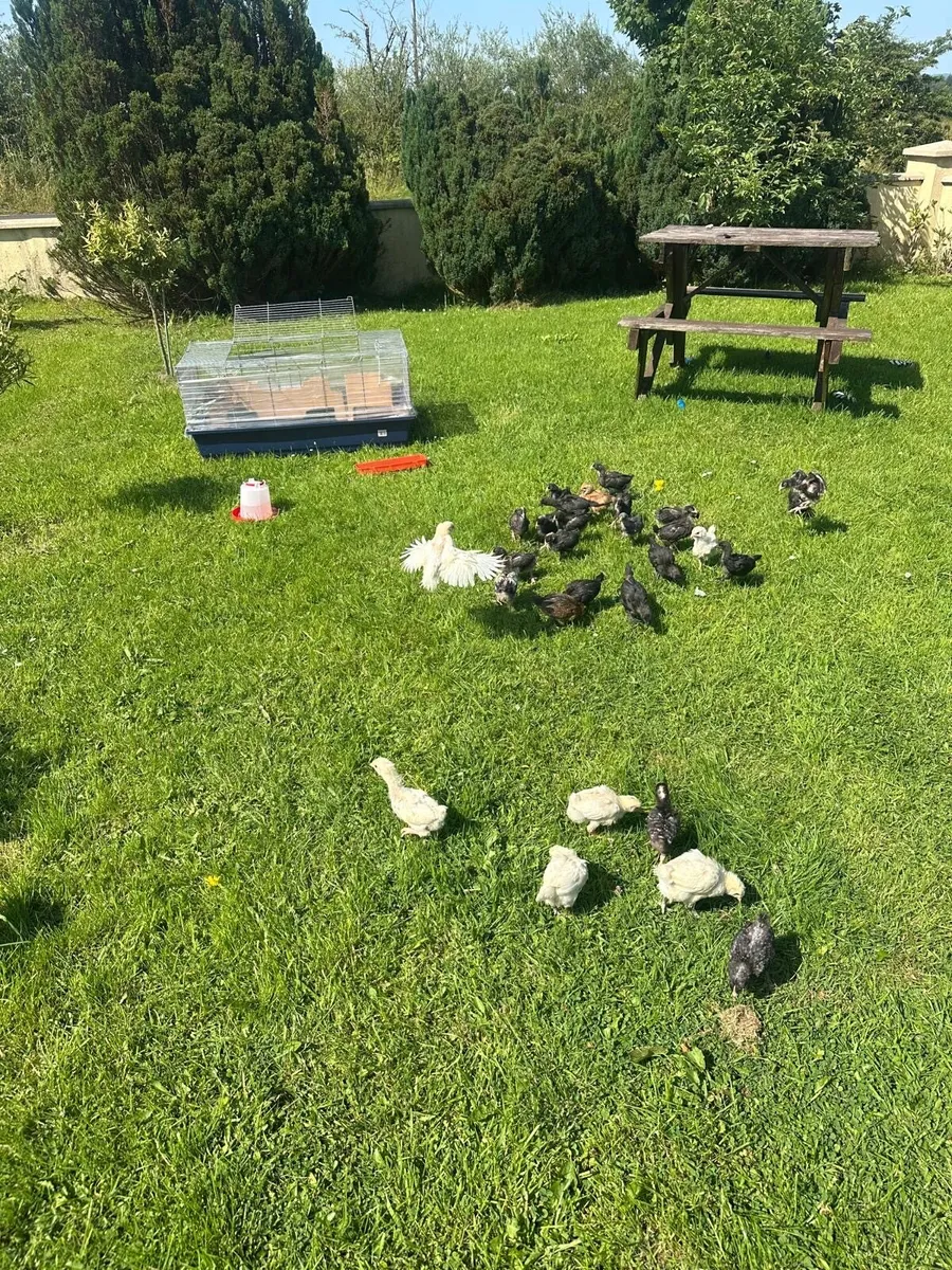 Ayam Cemani chicks and other breeds - Image 1