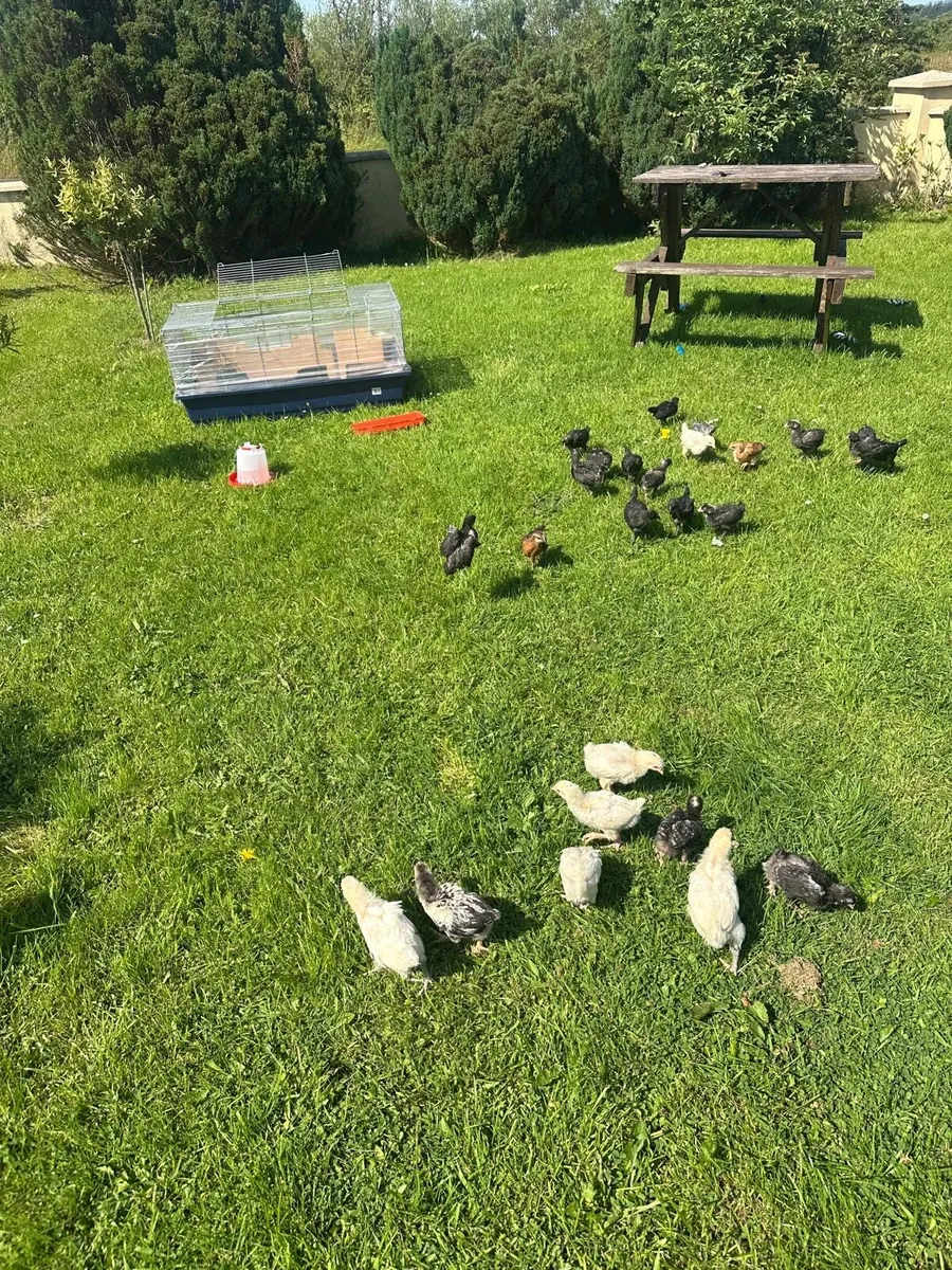 Ayam Cemani chicks and other breeds - Image 2