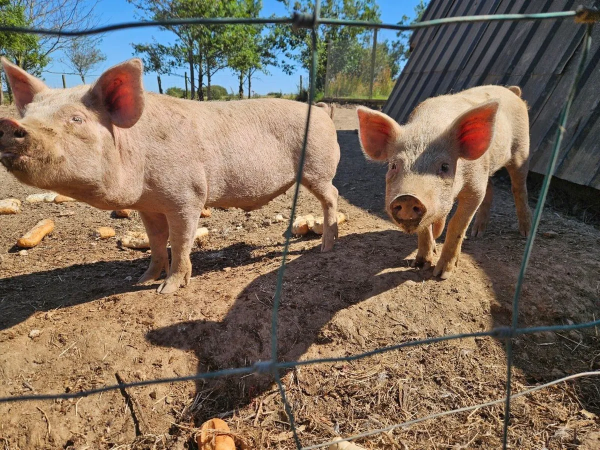 Kune kune/Large White 2 male Pigs - Image 3