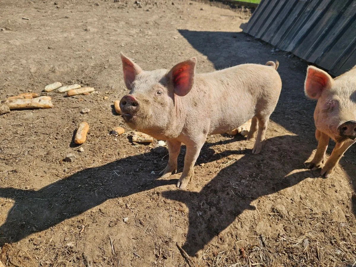 Kune kune/Large White 2 male Pigs - Image 2
