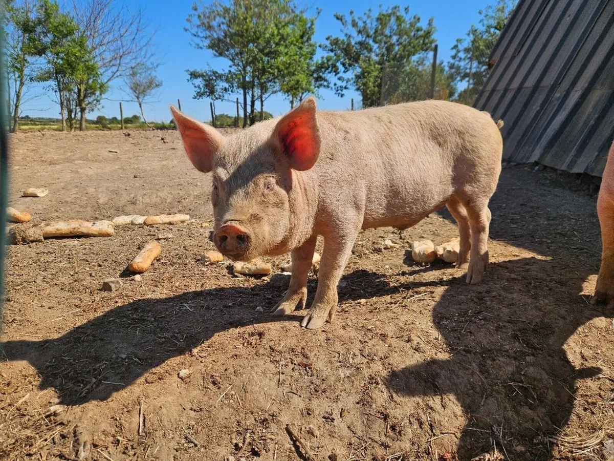 Kune kune/Large White 2 male Pigs - Image 4