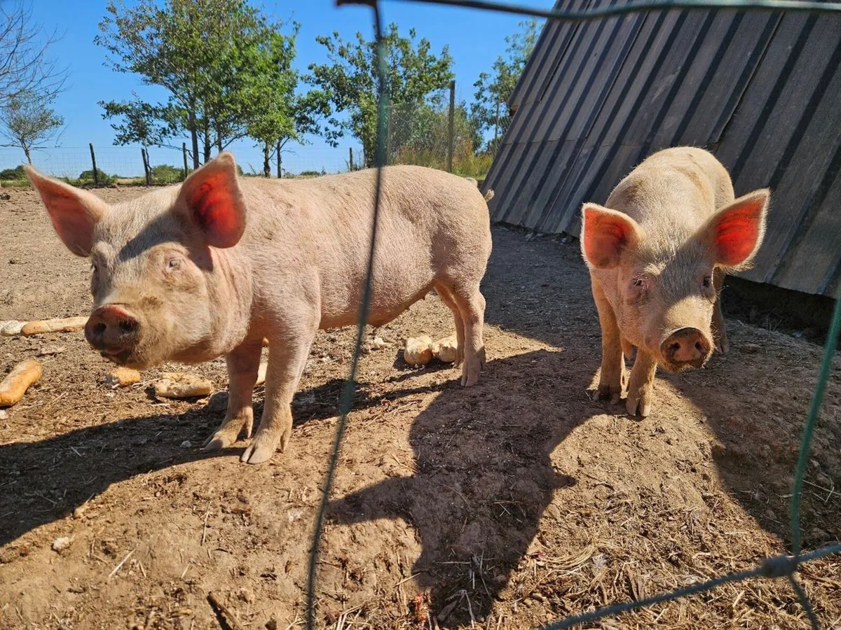 Kune kune/Large White 2 male Pigs - Image 1