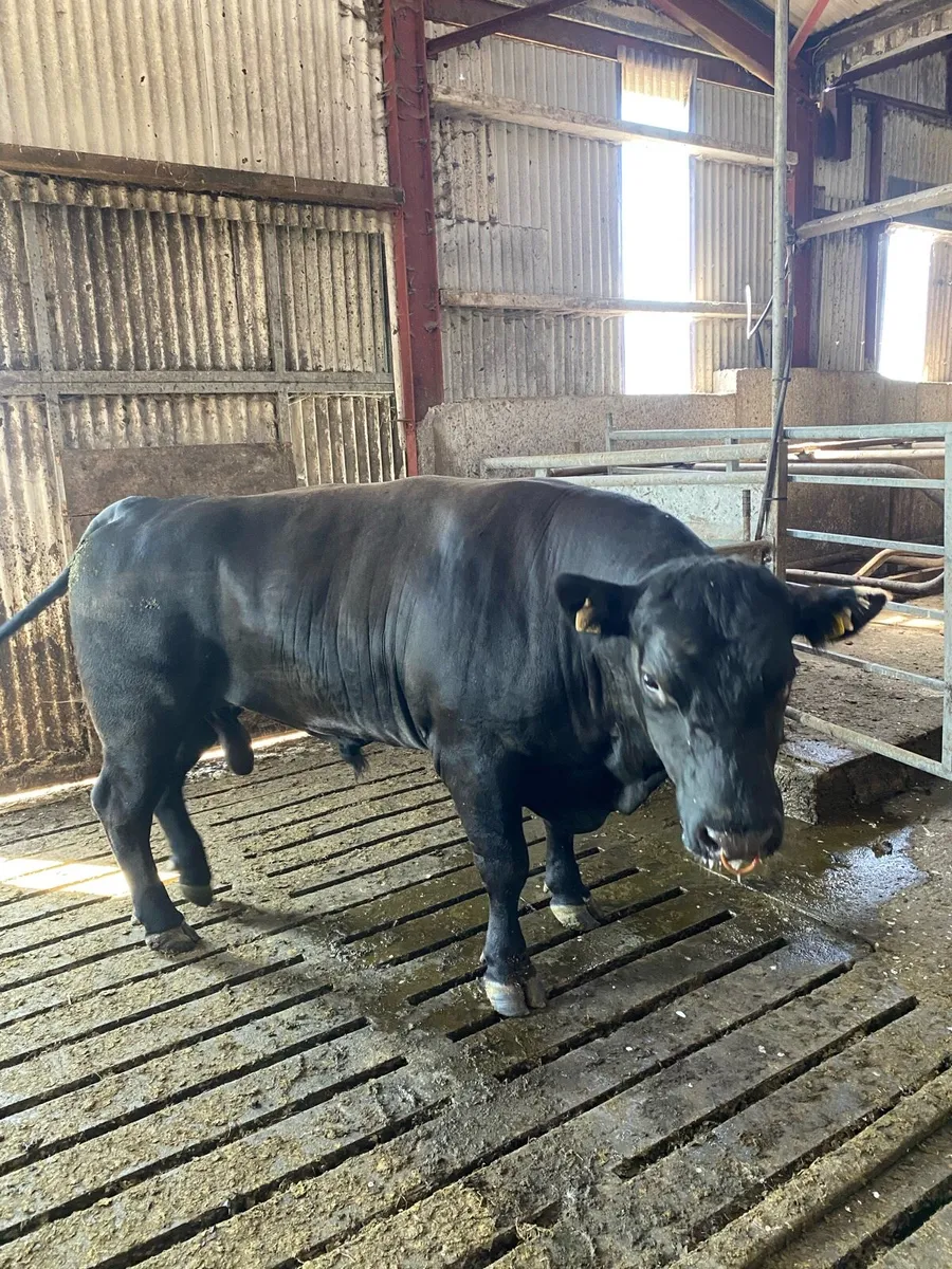 Angus Bull - Image 1