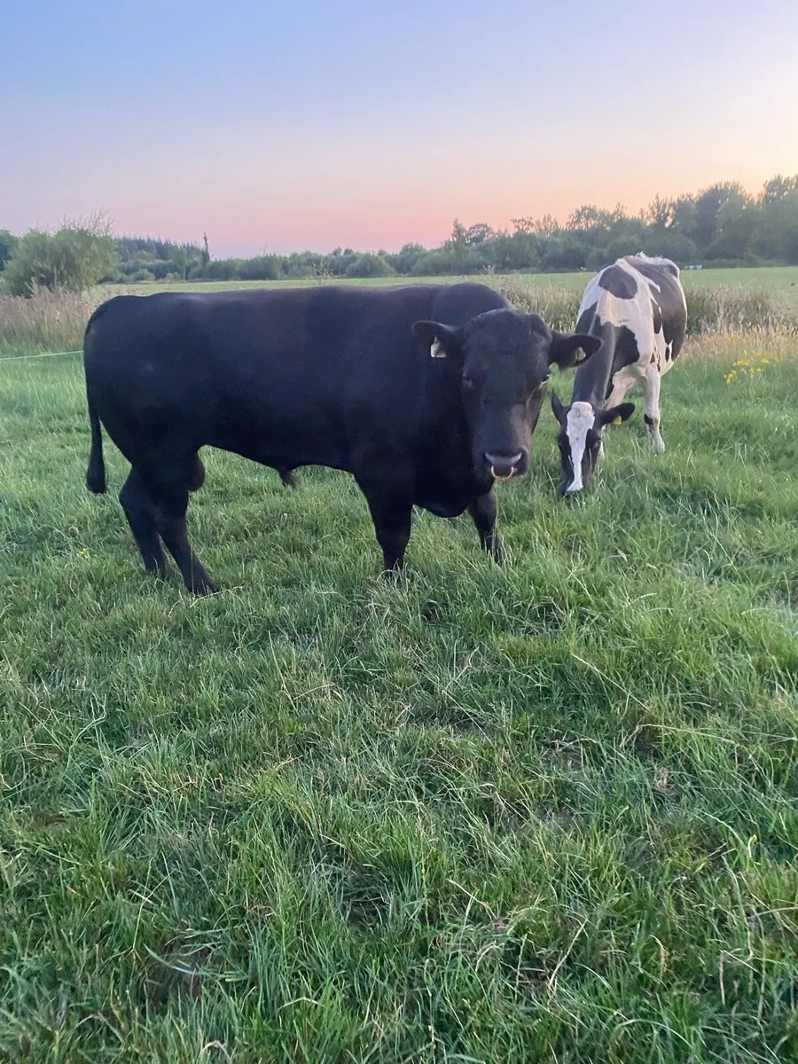 Angus Bull - Image 3