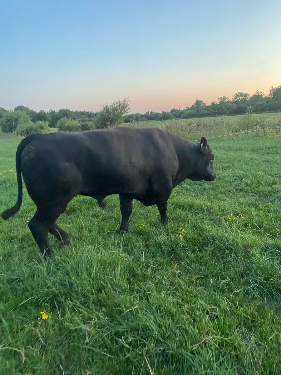 Angus Bull - Image 4