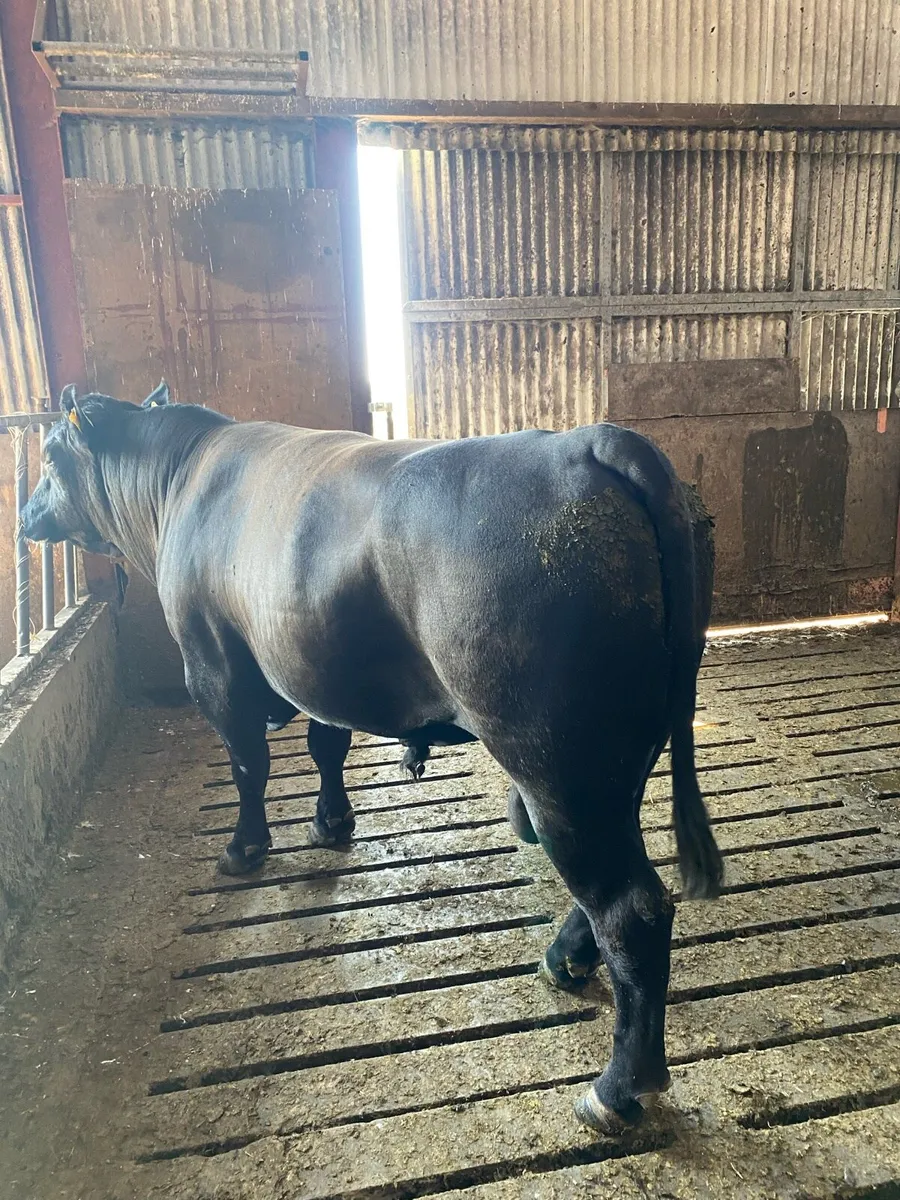 Angus Bull - Image 2