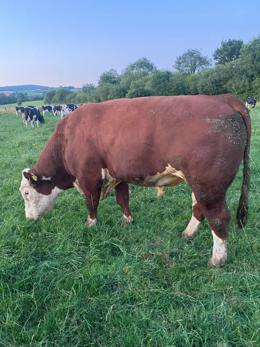 Hereford Bull - Image 1