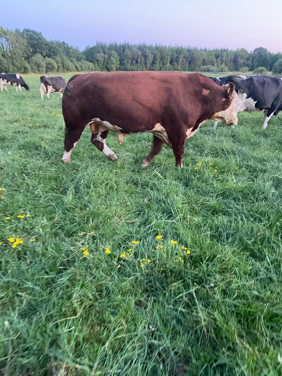 Hereford Bull - Image 2