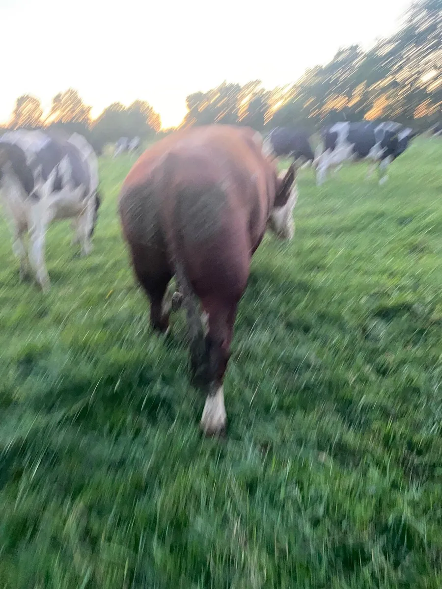 Hereford Bull - Image 3